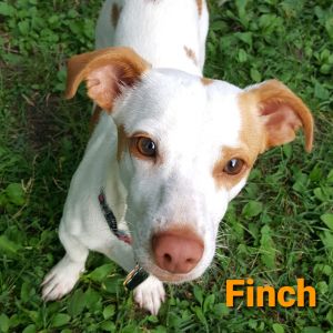 Finch ADOPTION PENDING