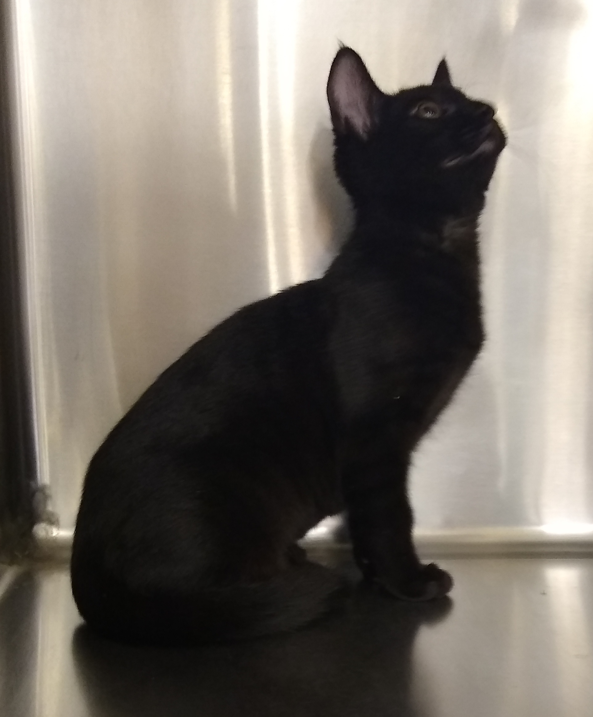 Molly, an adoptable Domestic Short Hair in Westfield, IN, 46074 | Photo Image 2