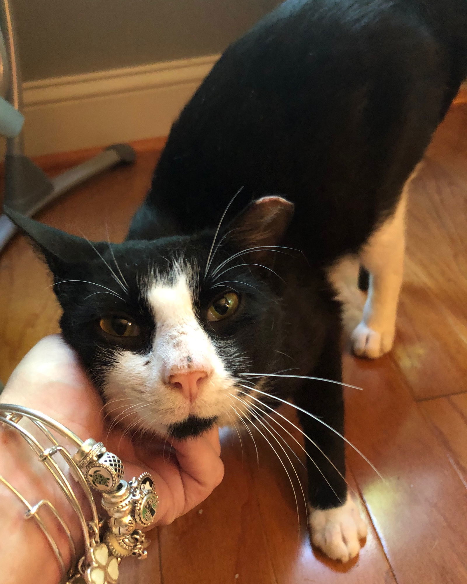 Tux (FIV +), an adoptable Domestic Short Hair, Tuxedo in Trexlertown, PA, 18062 | Photo Image 1