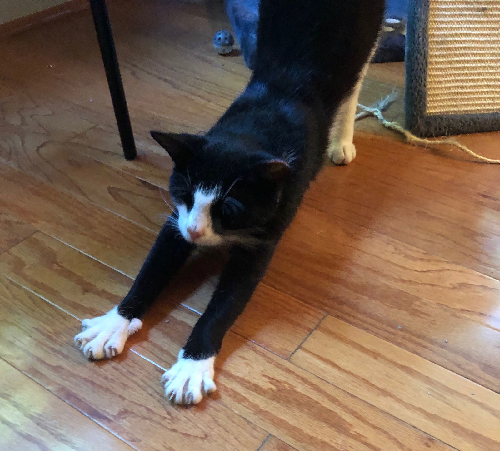 Tux (FIV +), an adoptable Domestic Short Hair, Tuxedo in Trexlertown, PA, 18062 | Photo Image 2