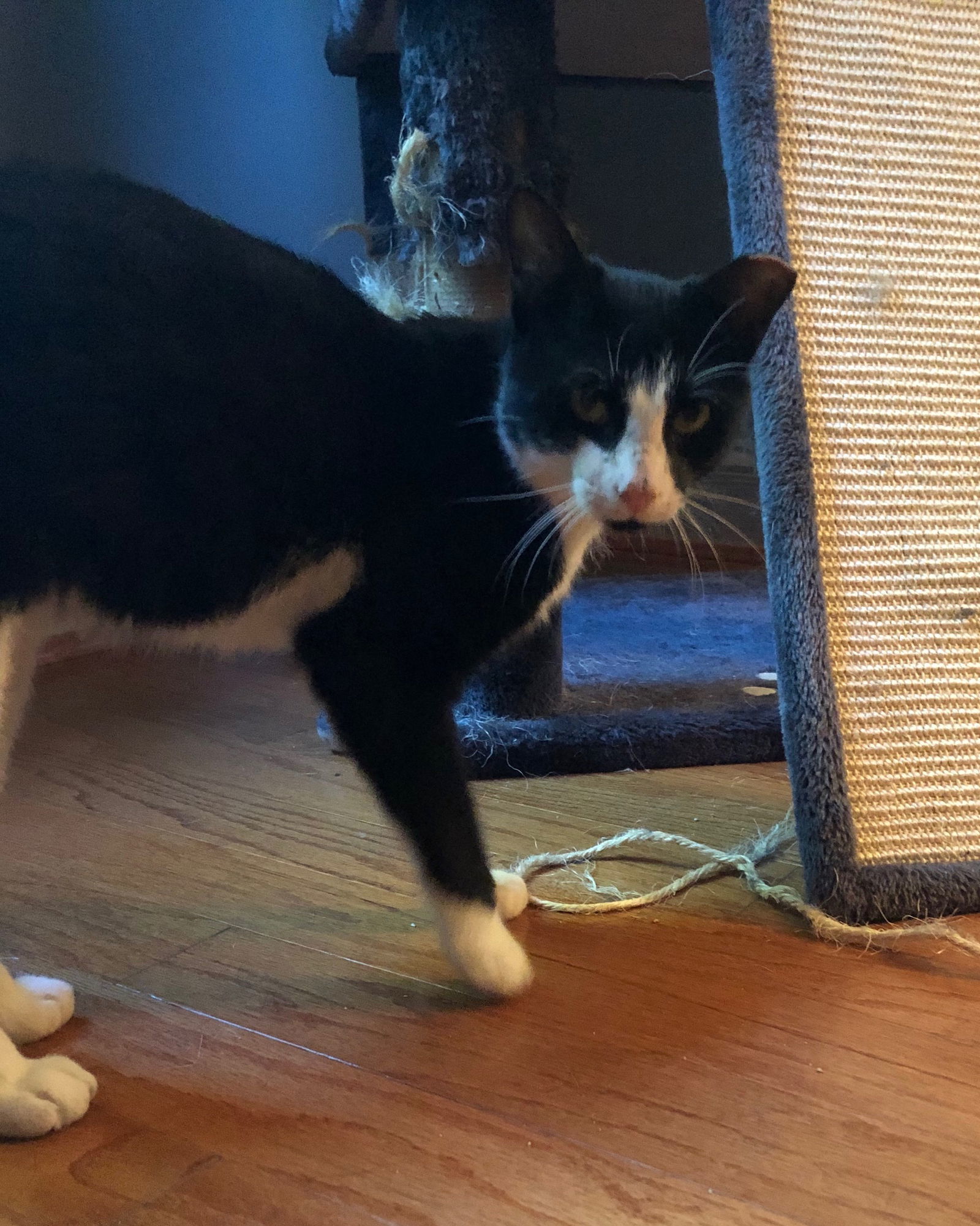 Tux (FIV +), an adoptable Domestic Short Hair, Tuxedo in Trexlertown, PA, 18062 | Photo Image 3