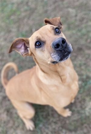 Wallace, an adoptable Shar-Pei in Sistersville, WV, 26175 | Photo Image 1