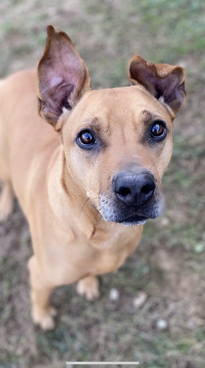 Wallace, an adoptable Shar-Pei in Sistersville, WV, 26175 | Photo Image 2