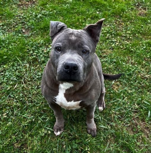 Dog for adoption - Ella, a Pit Bull Terrier Mix in Sistersville, WV ...