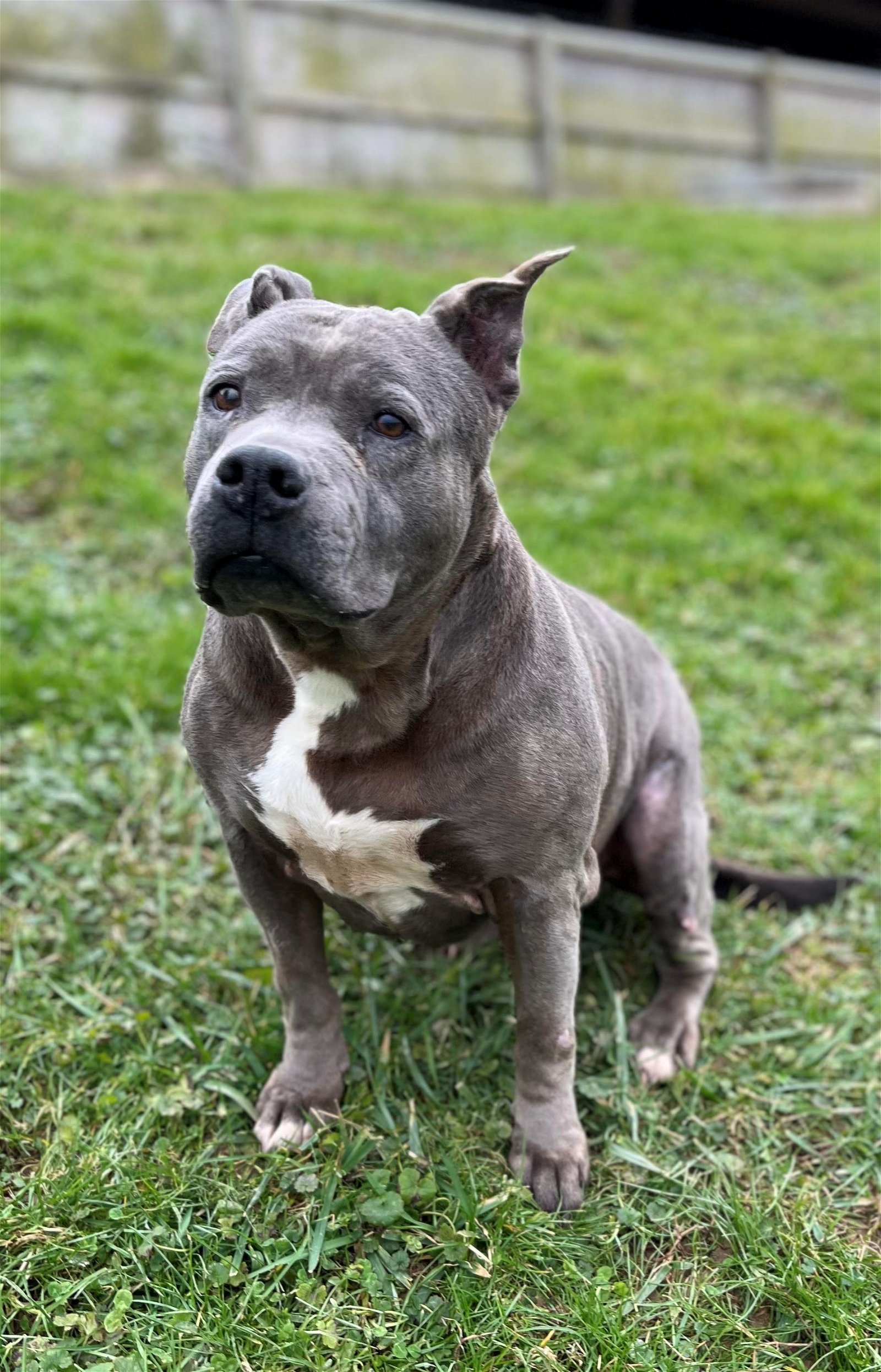 Ella, an adoptable Pit Bull Terrier in Sistersville, WV, 26175 | Photo Image 2