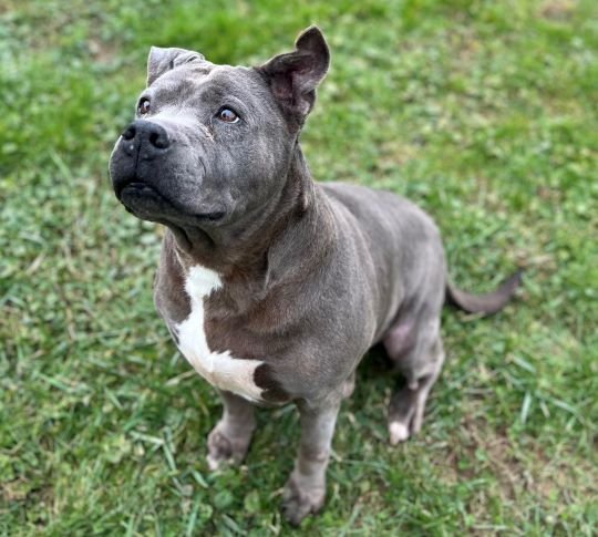 Ella, an adoptable Pit Bull Terrier in Sistersville, WV, 26175 | Photo Image 3