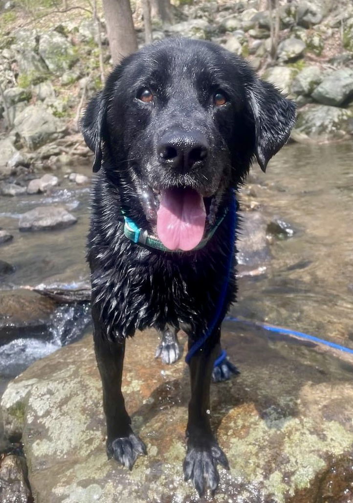 Shadow/King Havard, an adoptable Labrador Retriever in Rockaway, NJ, 07866 | Photo Image 1