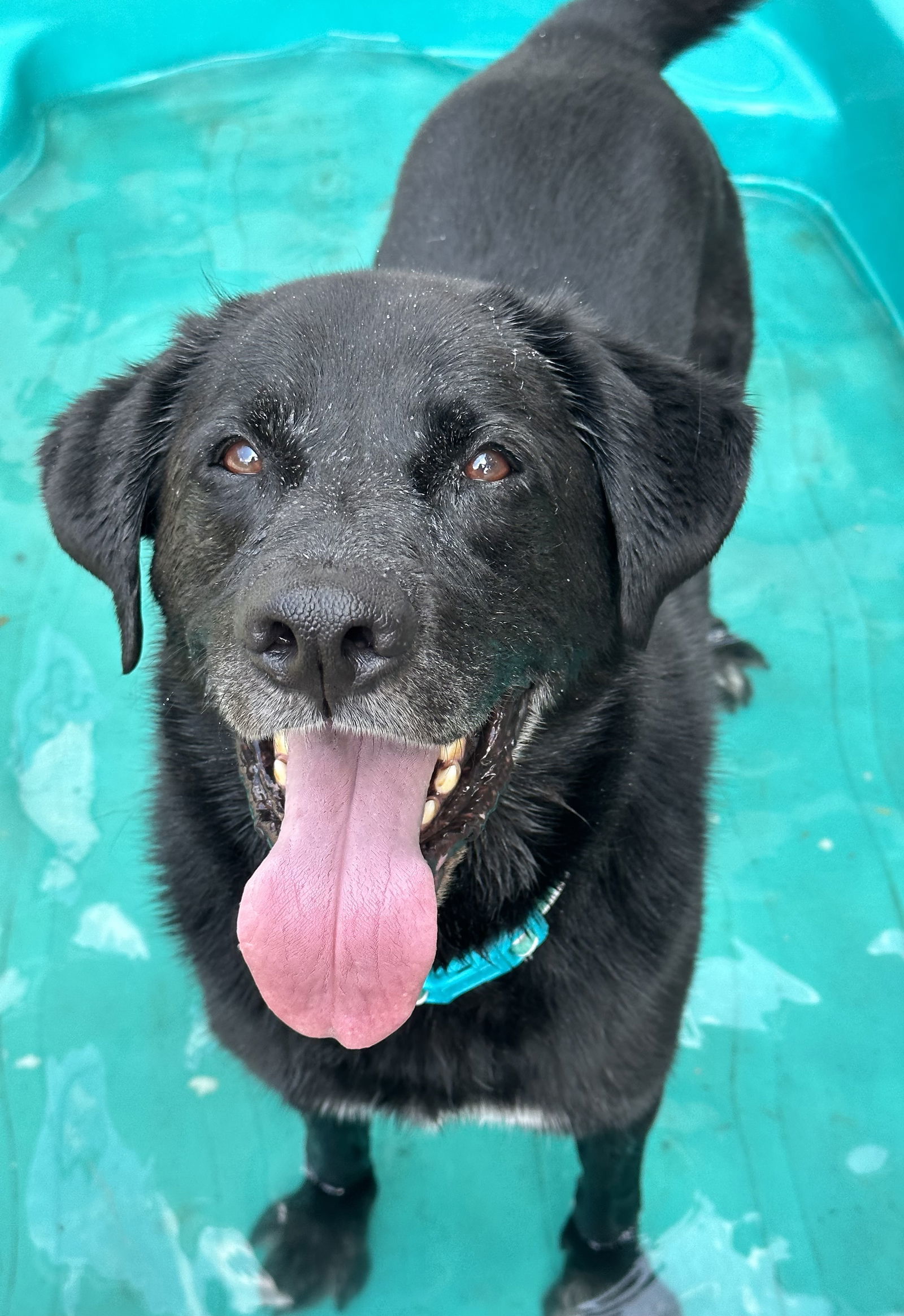 Shadow/King Havard, an adoptable Labrador Retriever in Rockaway, NJ, 07866 | Photo Image 2