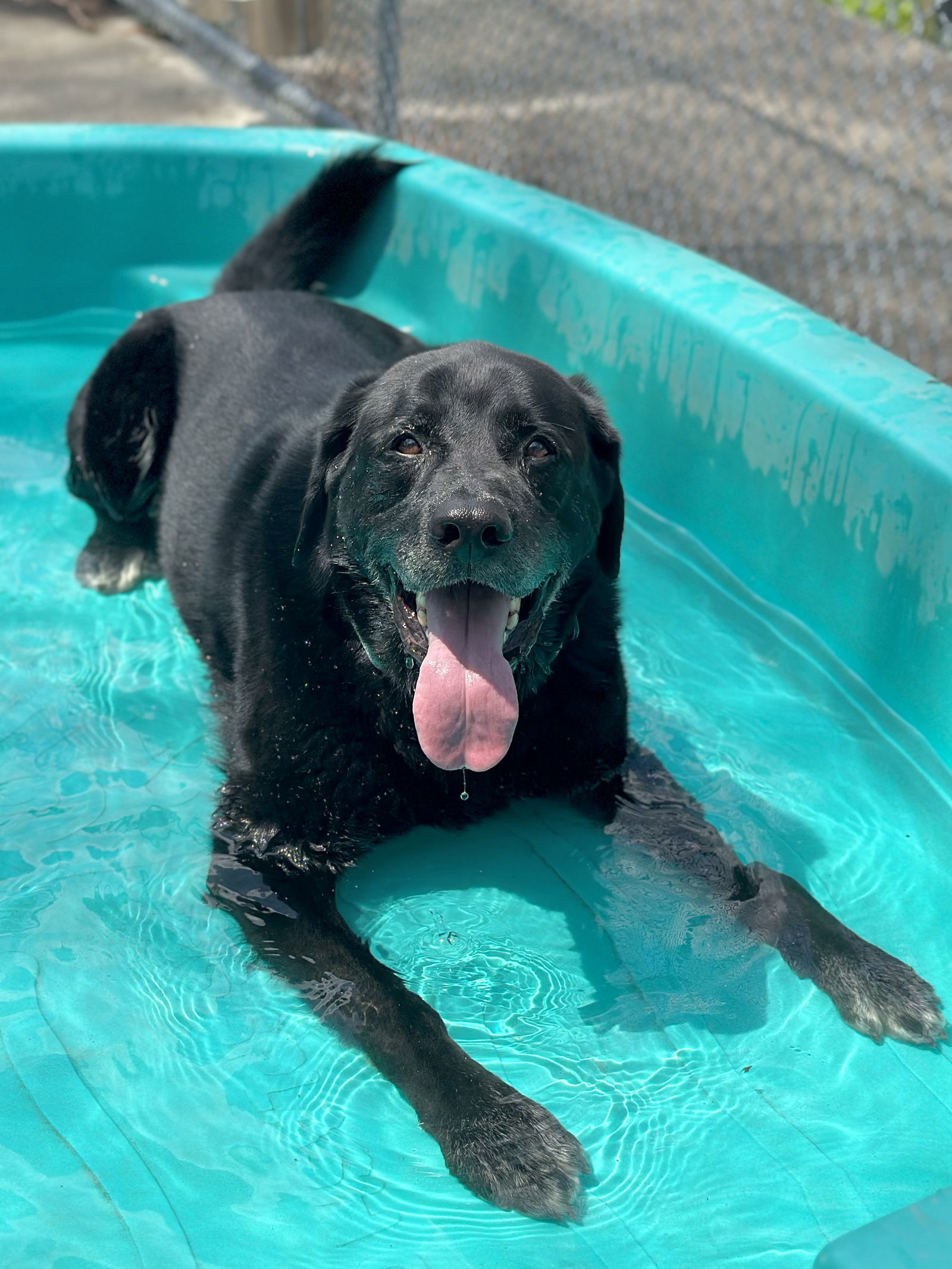 Shadow/King Havard, an adoptable Labrador Retriever in Rockaway, NJ, 07866 | Photo Image 3