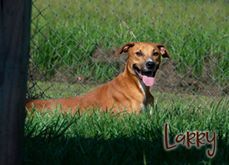 Larry, an adoptable Hound in Livingston, LA, 70754 | Photo Image 1