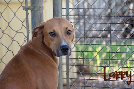 Larry, an adoptable Hound in Livingston, LA, 70754 | Photo Image 2