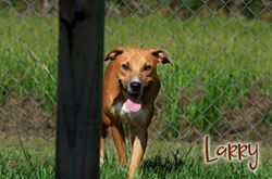 Larry, an adoptable Hound in Livingston, LA, 70754 | Photo Image 3