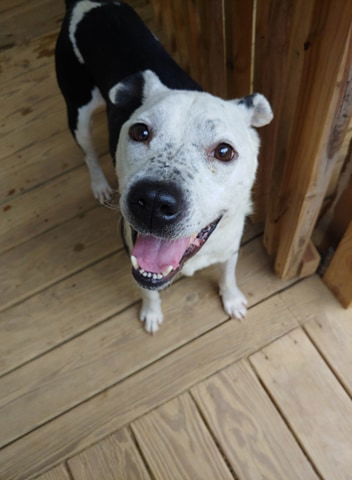 Victor, an adoptable Pit Bull Terrier in Dallas, GA, 30132 | Photo Image 1