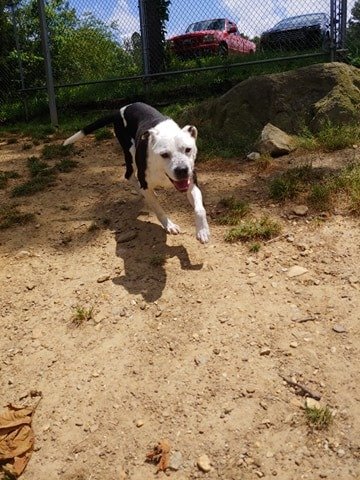 Victor, an adoptable Pit Bull Terrier in Dallas, GA, 30132 | Photo Image 2