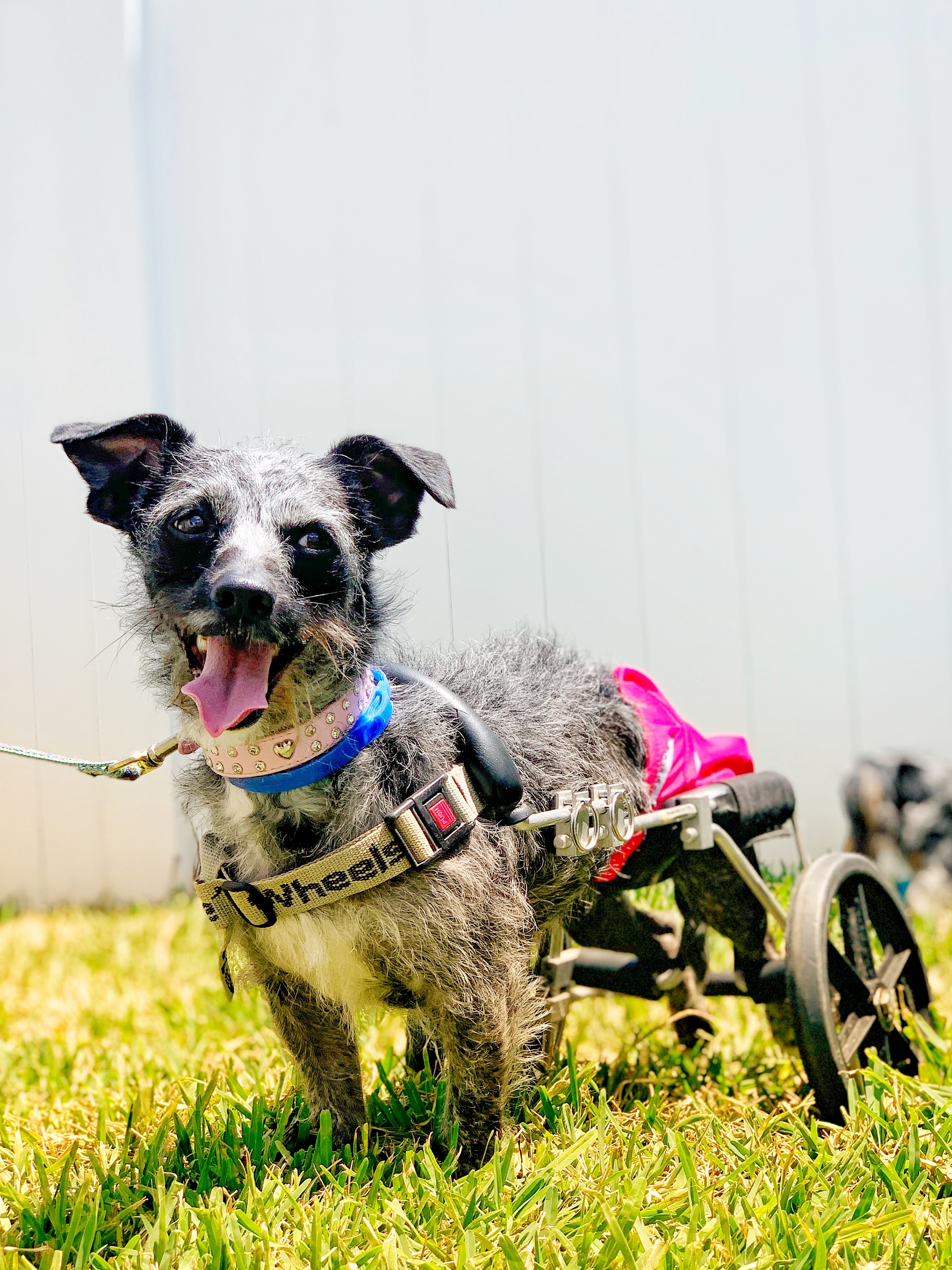 Savannah, an adoptable Schnauzer, Terrier in Orlando, FL, 32825 | Photo Image 4