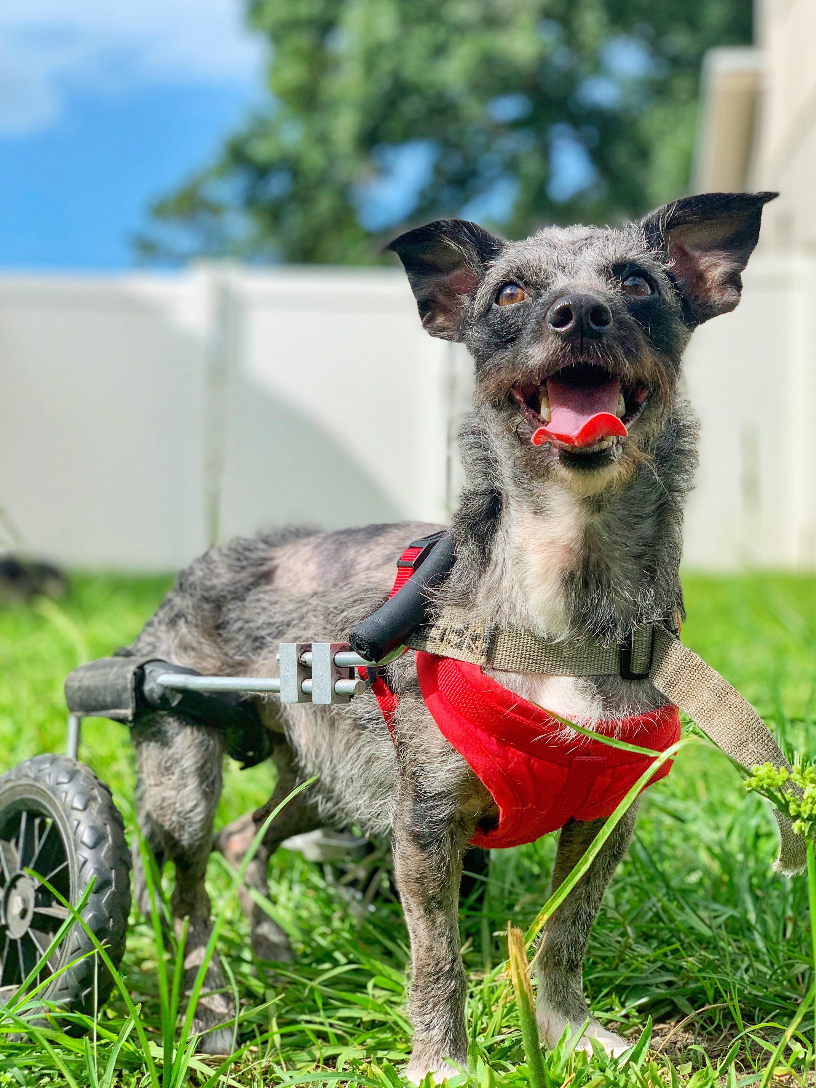 Savannah, an adoptable Schnauzer, Terrier in Orlando, FL, 32825 | Photo Image 1