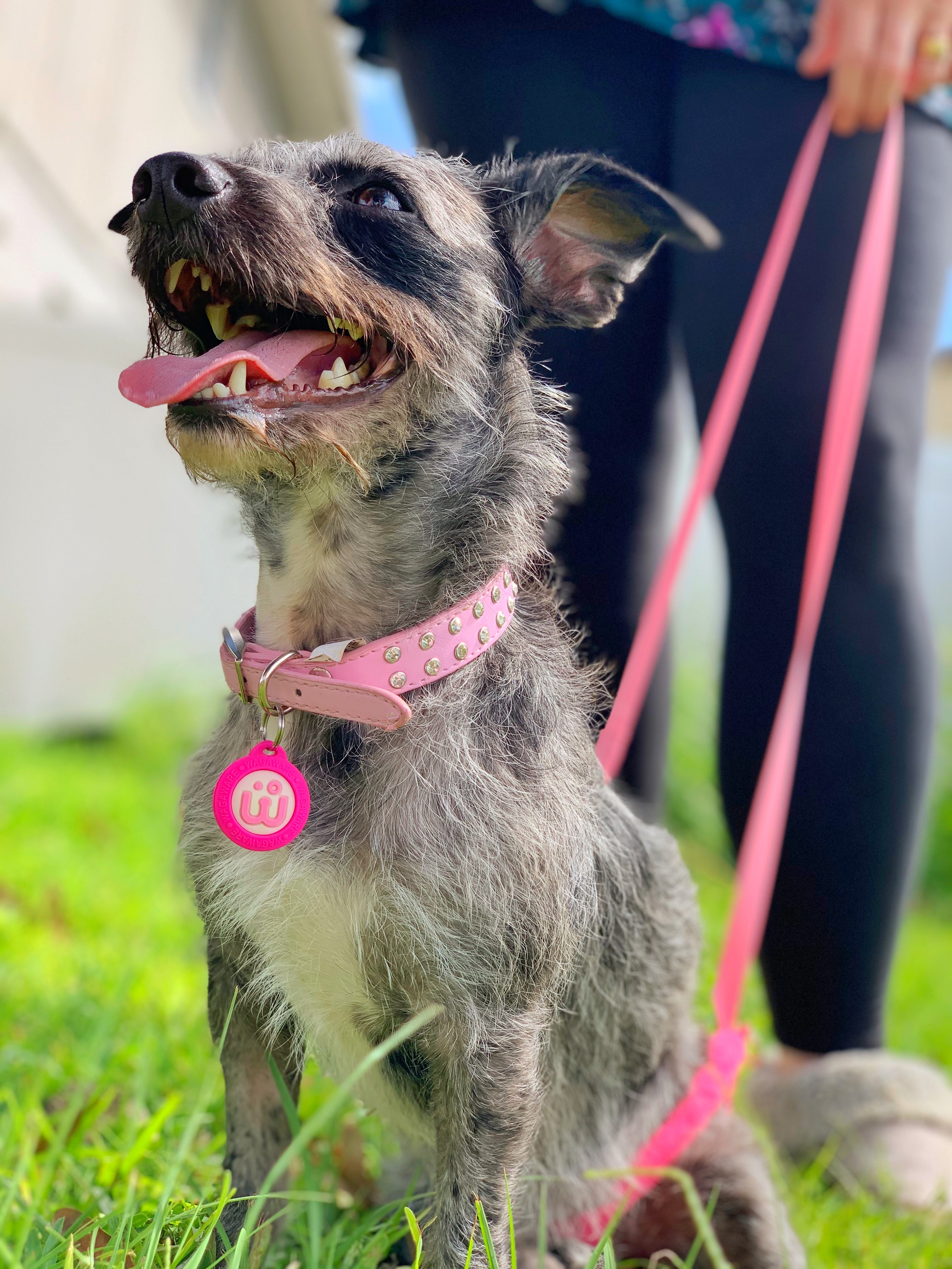 Savannah, an adoptable Schnauzer, Terrier in Orlando, FL, 32825 | Photo Image 5