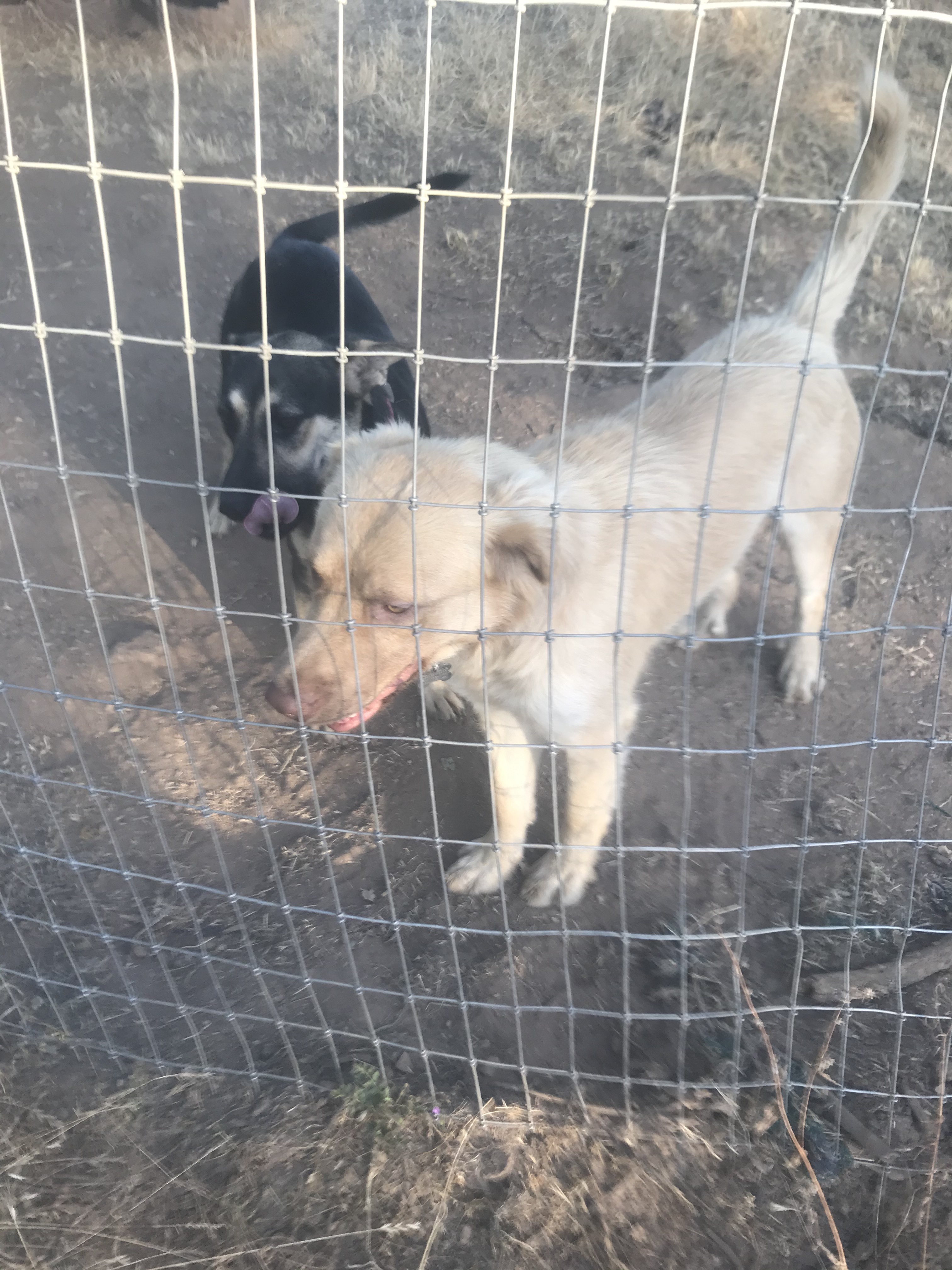 Diana and Apollo (California), an adoptable German Shepherd Dog in Oakhurst, CA, 93644 | Photo Image 1