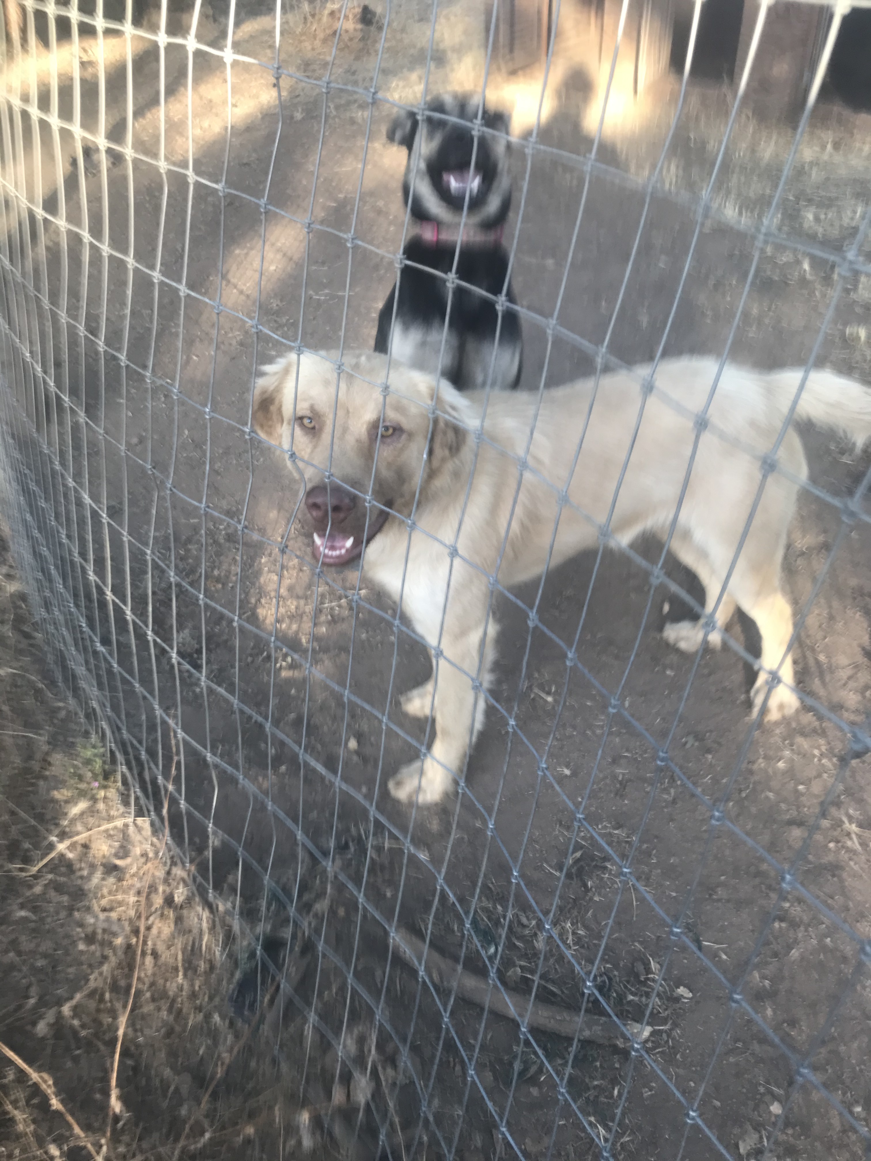 Apollo and  Diana (California), an adoptable Yellow Labrador Retriever, Retriever in Oakhurst, CA, 93644 | Photo Image 3