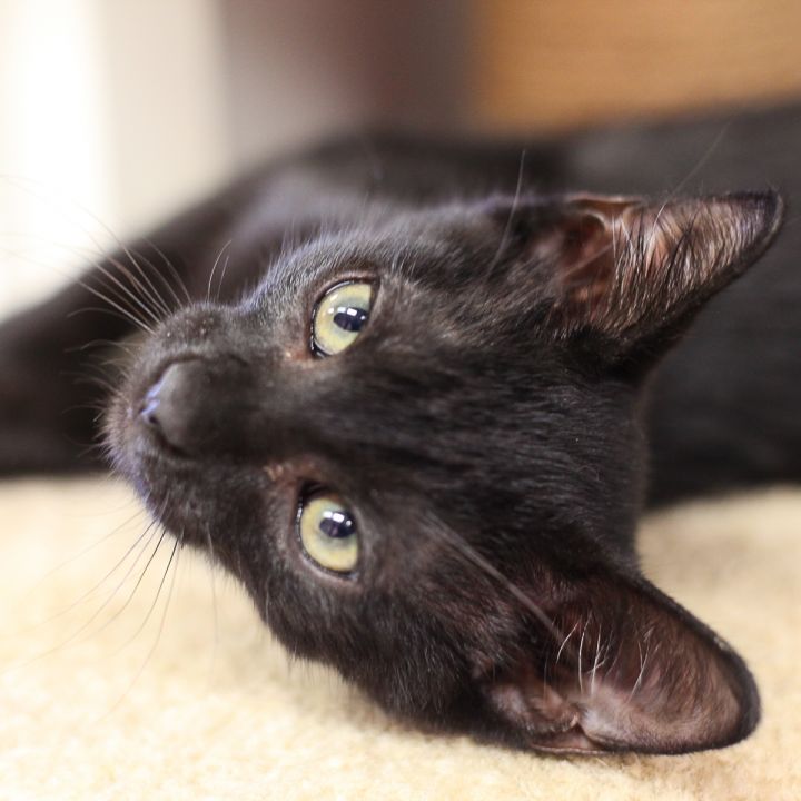 Petrello, an adopted Oriental Short Hair & Domestic Short Hair Mix in Ponte Vedra, FL_image-3