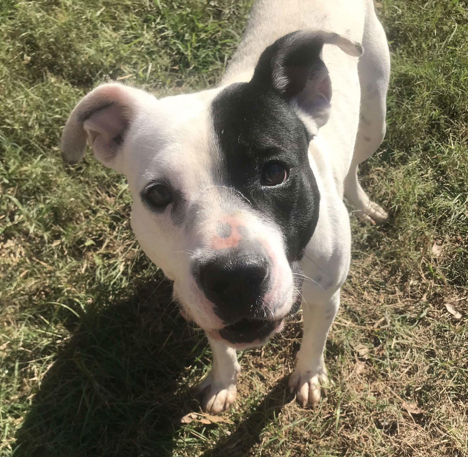 Canton, an adoptable Pit Bull Terrier in Jackson, MS, 39213 | Photo Image 1