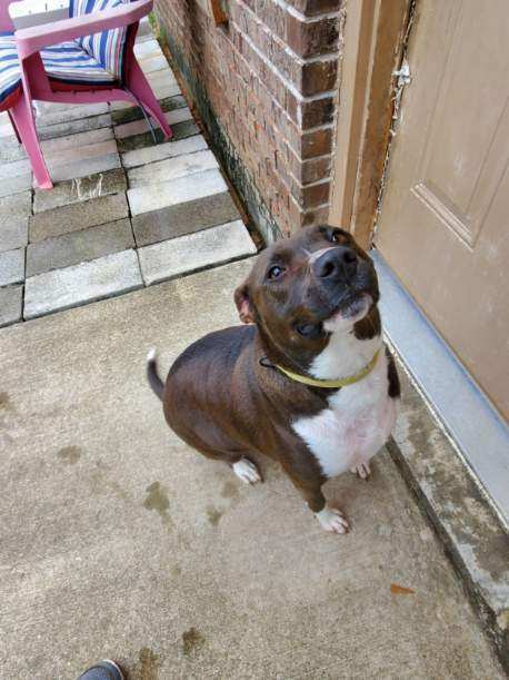 Harley, an adoptable Feist, Pit Bull Terrier in BREWTON, AL, 36426 | Photo Image 1