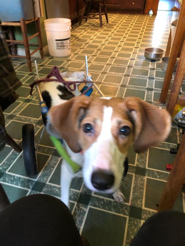 Pippi, an adoptable Treeing Walker Coonhound in Flintstone, MD, 21530 | Photo Image 1