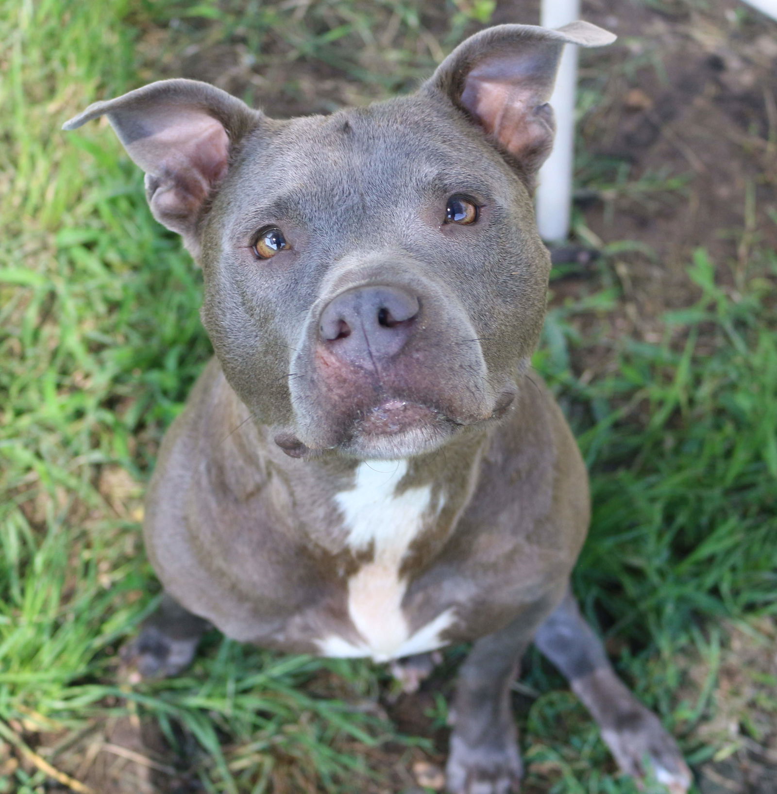 Millie, an adoptable American Bulldog in Jackson, MS, 39213 | Photo Image 1