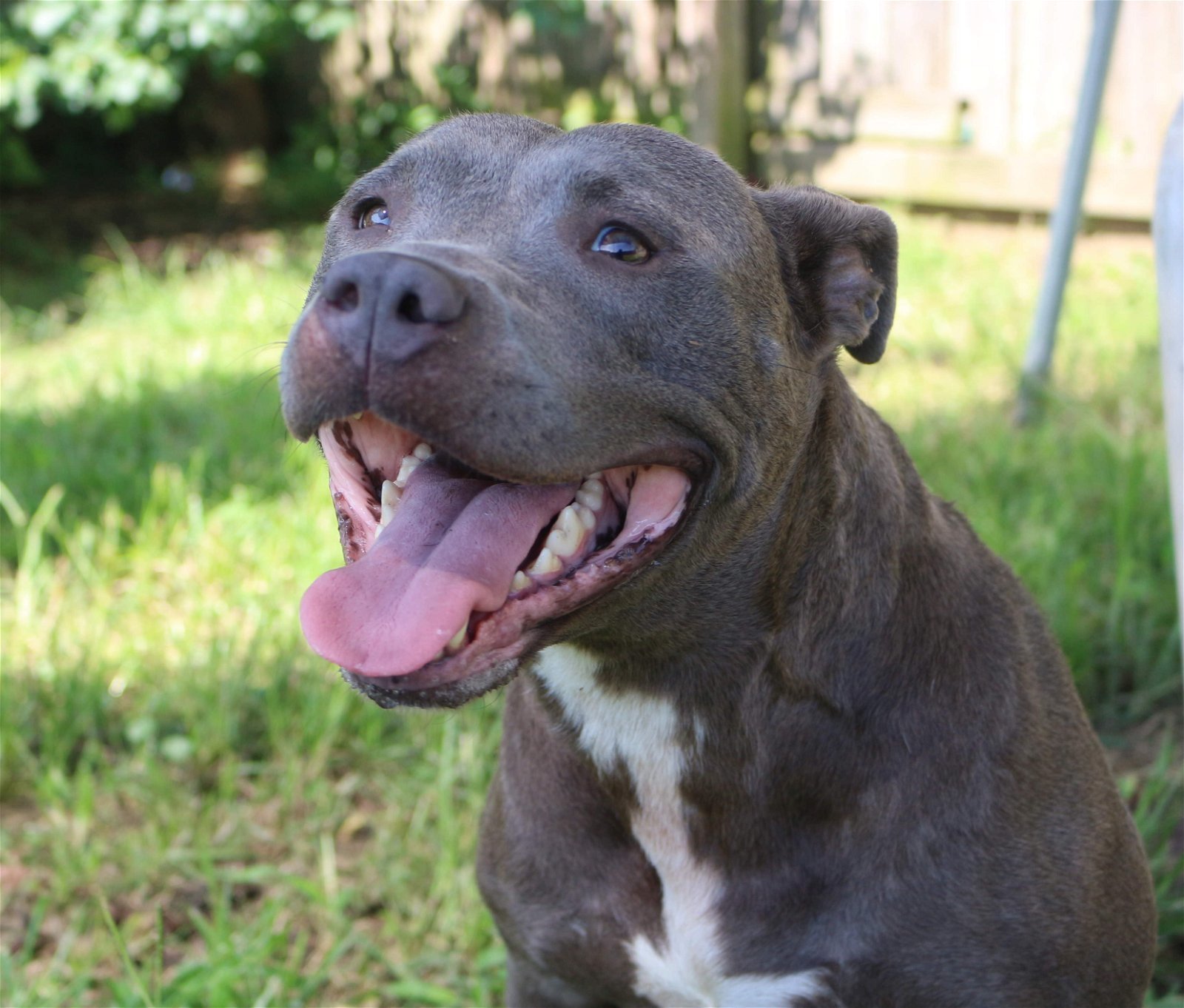 Millie, an adoptable American Bulldog in Jackson, MS, 39213 | Photo Image 2