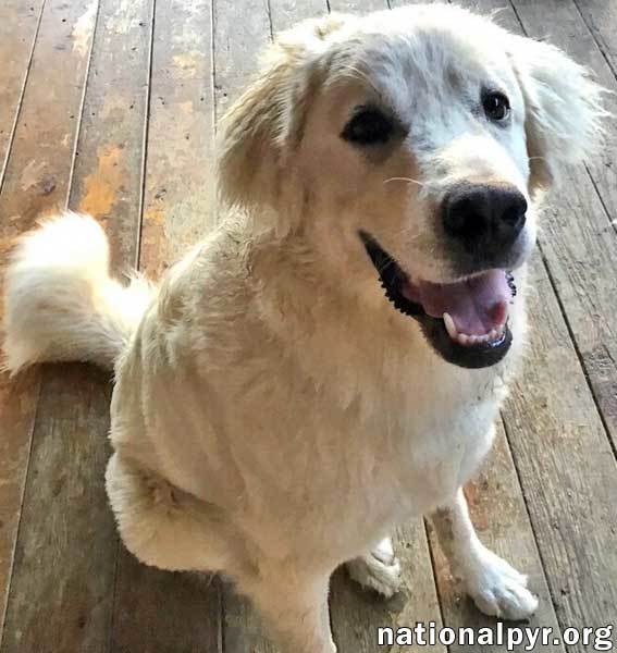 Sasha in OH - Sweet & Loving!, an adoptable Great Pyrenees in Springfield, OH, 45505 | Photo Image 2