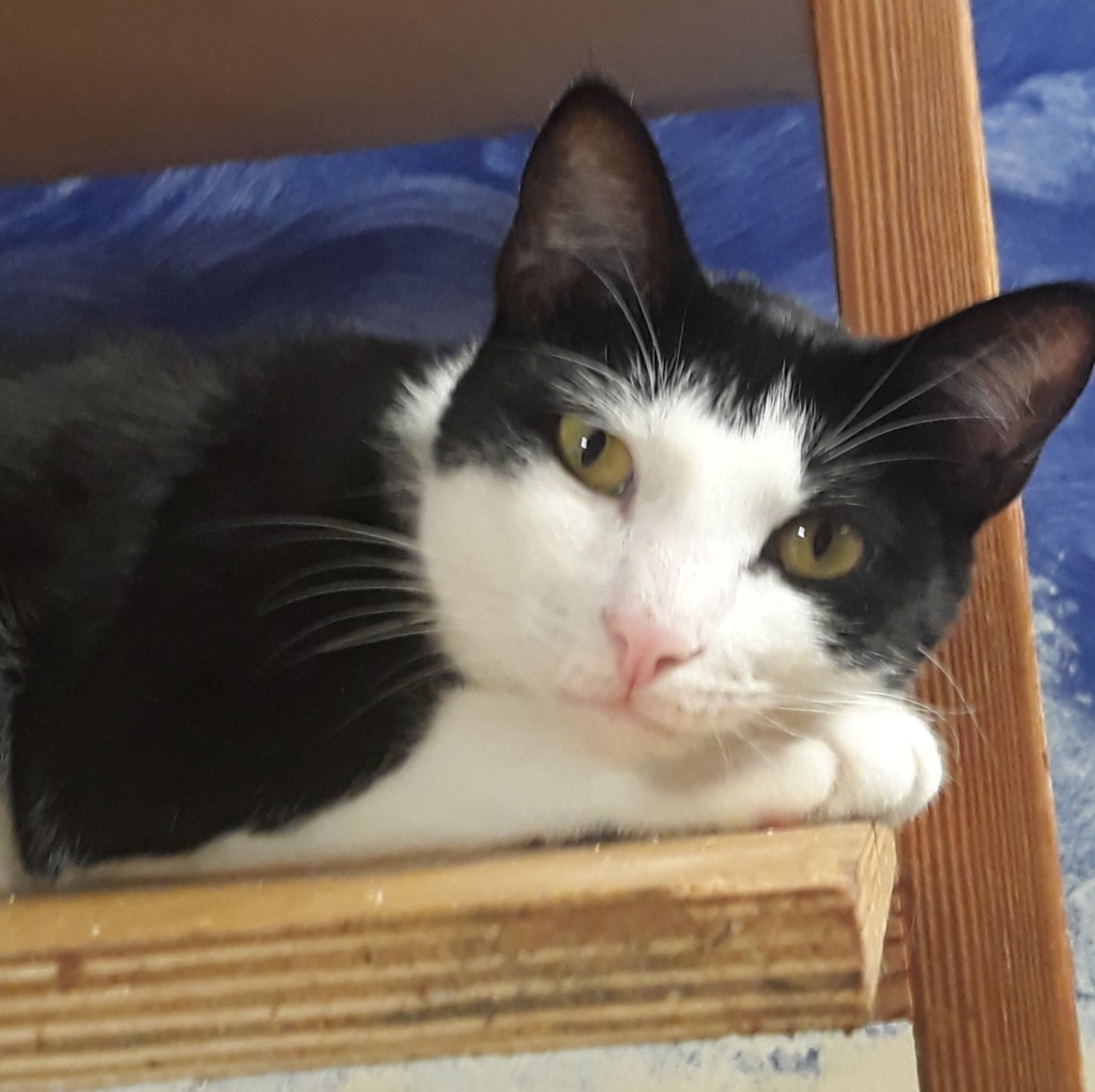 Garnet, an adoptable Domestic Short Hair in Fort Lauderdale, FL, 33304 | Photo Image 1