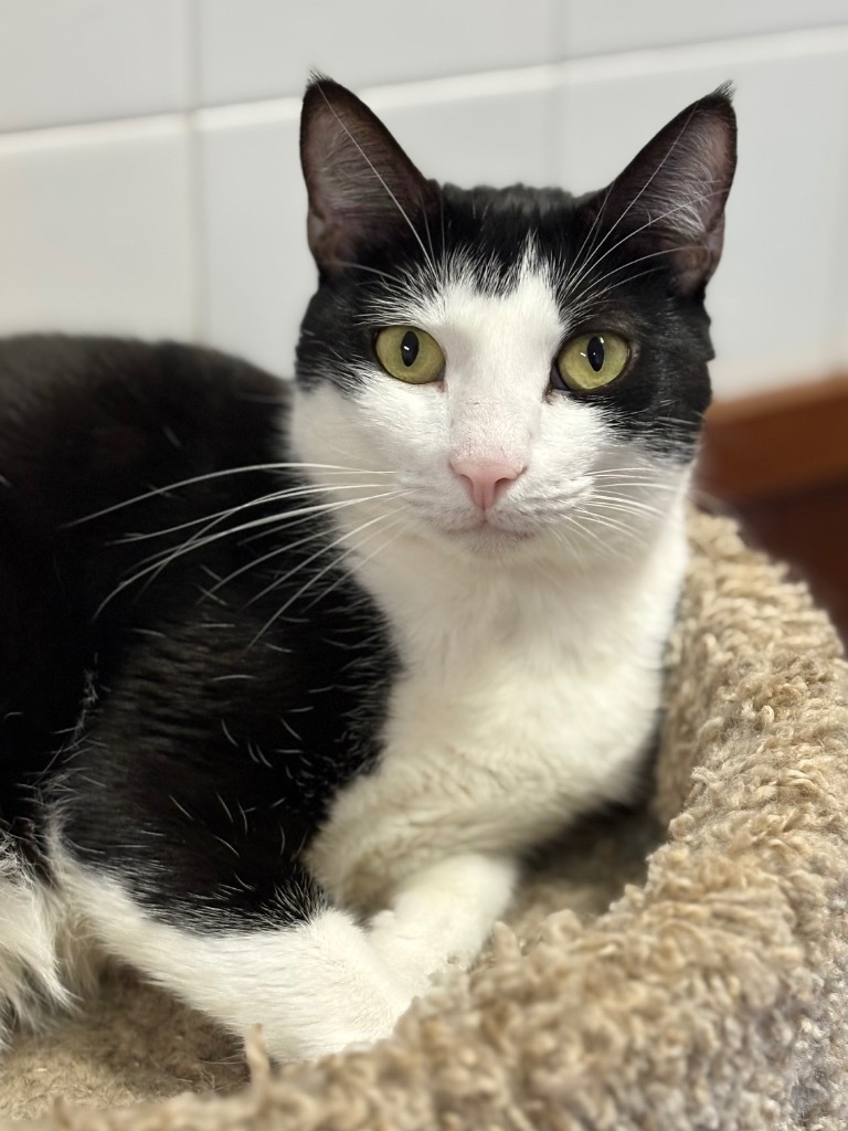 Garnet, an adoptable Domestic Short Hair in Fort Lauderdale, FL, 33304 | Photo Image 1
