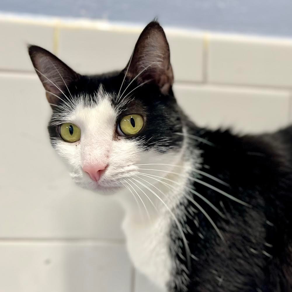 Garnet, an adoptable Domestic Short Hair in Fort Lauderdale, FL, 33304 | Photo Image 2