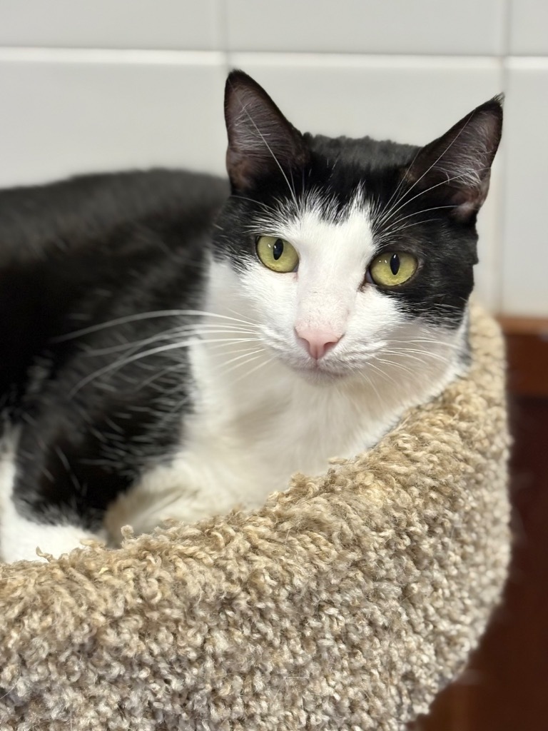 Garnet, an adoptable Domestic Short Hair in Fort Lauderdale, FL, 33304 | Photo Image 3