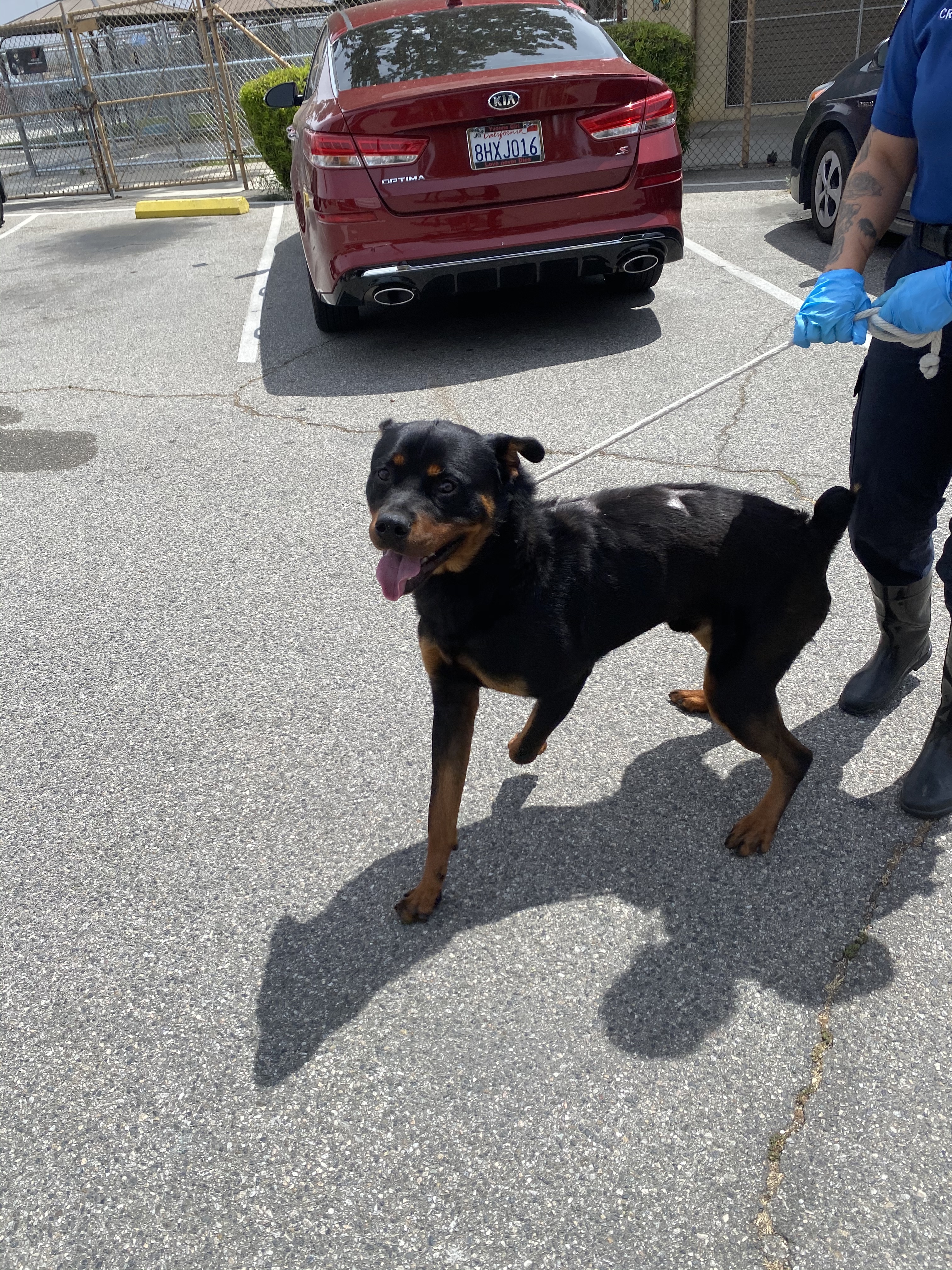 Diesel, an adoptable Rottweiler in Portland, OR, 97233 | Photo Image 1
