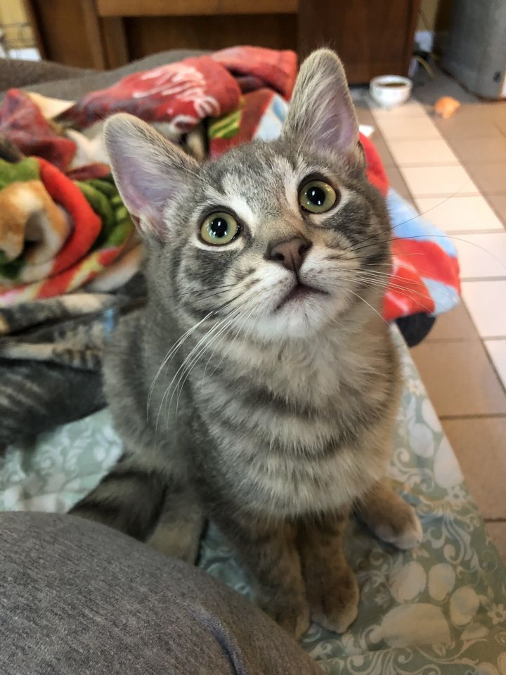 Cat for adoption - Dewey, a Domestic Short Hair Mix in ...