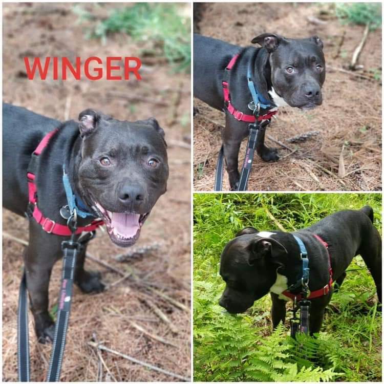 Winger, an adoptable Pit Bull Terrier in Brookfield, OH, 44403 | Photo Image 1