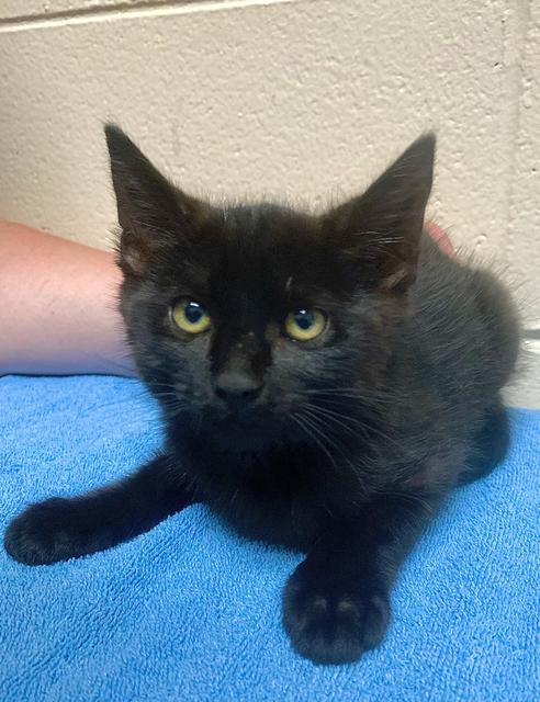 Mr. Burns, an adoptable Domestic Short Hair in Berlin, MD, 21811 | Photo Image 1