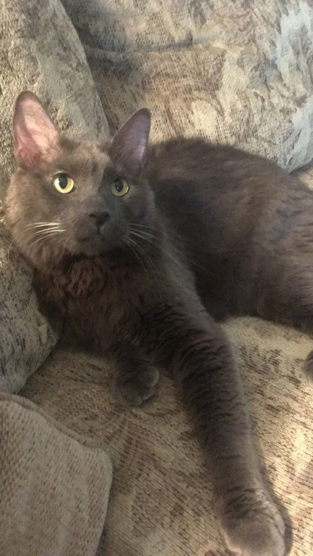 Caius, an adoptable Nebelung in Royal Palm Beach, FL, 33421 | Photo Image 1