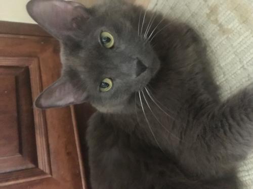 Caius, an adoptable Nebelung in Royal Palm Beach, FL, 33421 | Photo Image 2