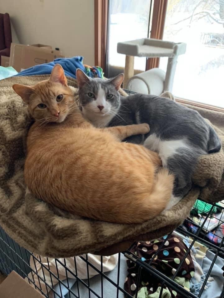 Frank & Akela (Bonded Pair FeLV+) 1