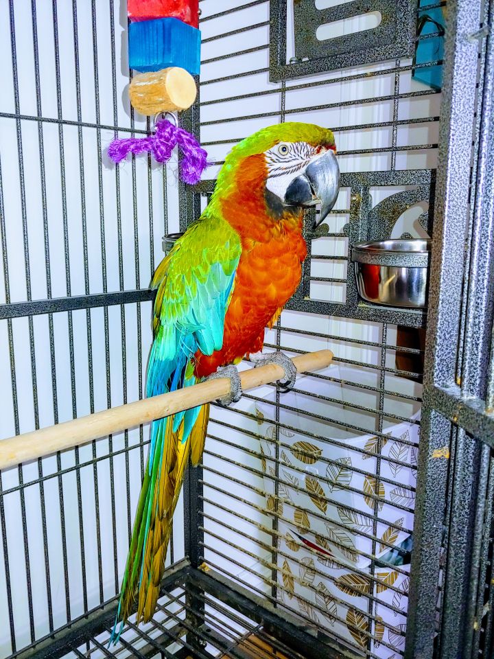 Peta, an adopted Macaw Mix in North Babylon, NY_image-1