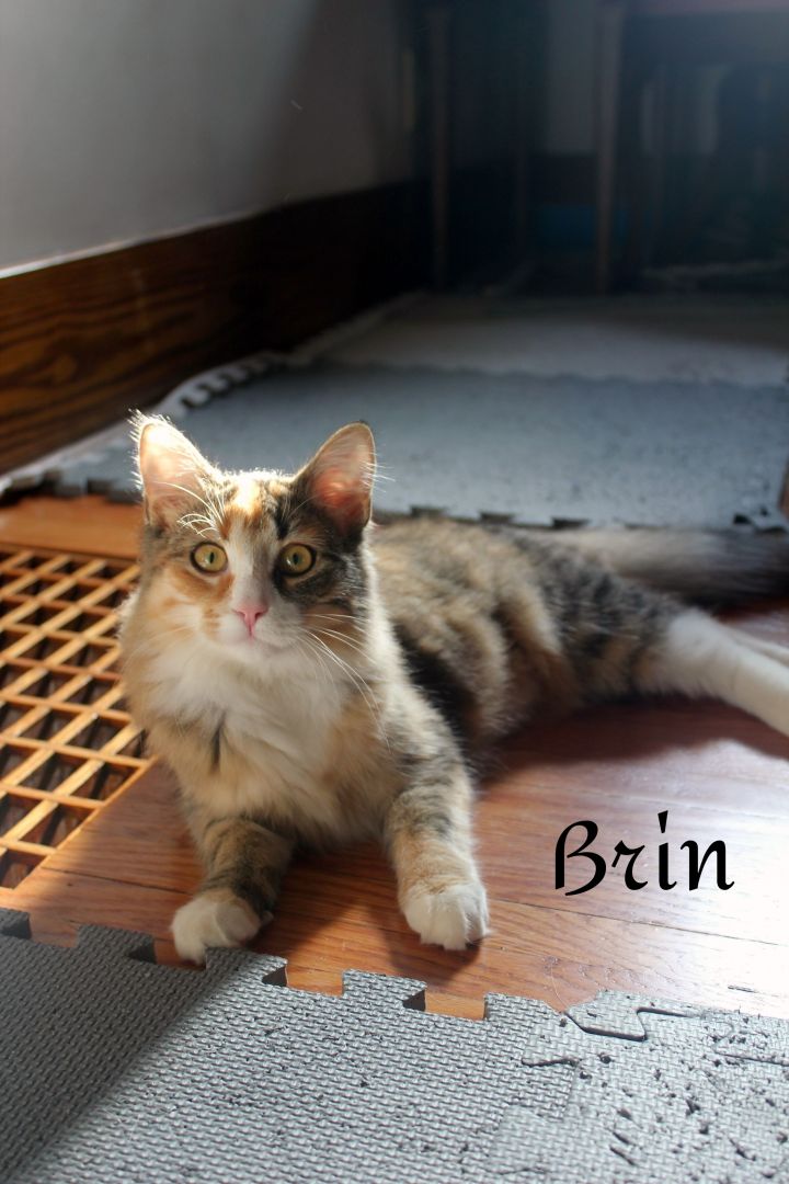 Brin 4