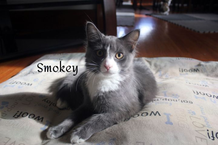 Smokey 4