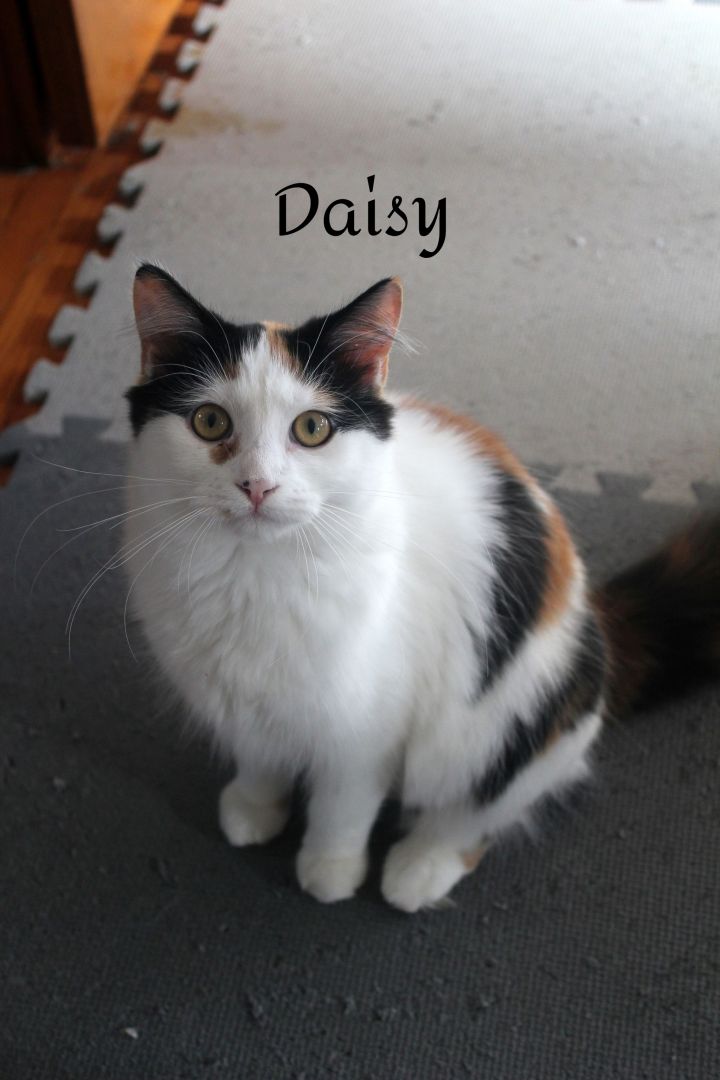 Daisy 4