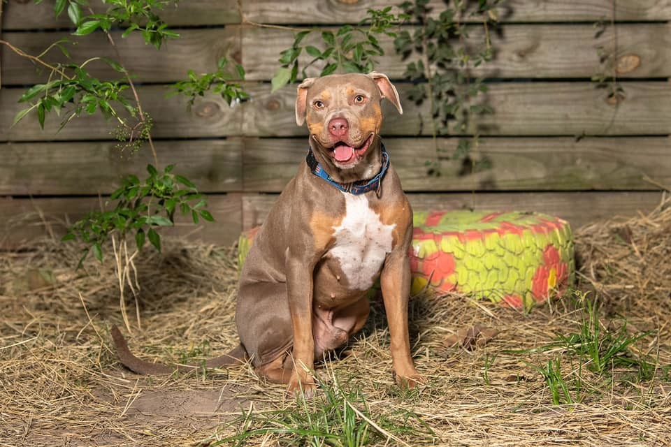 Appa, an adoptable Mixed Breed in Houston, TX, 77008 | Photo Image 1