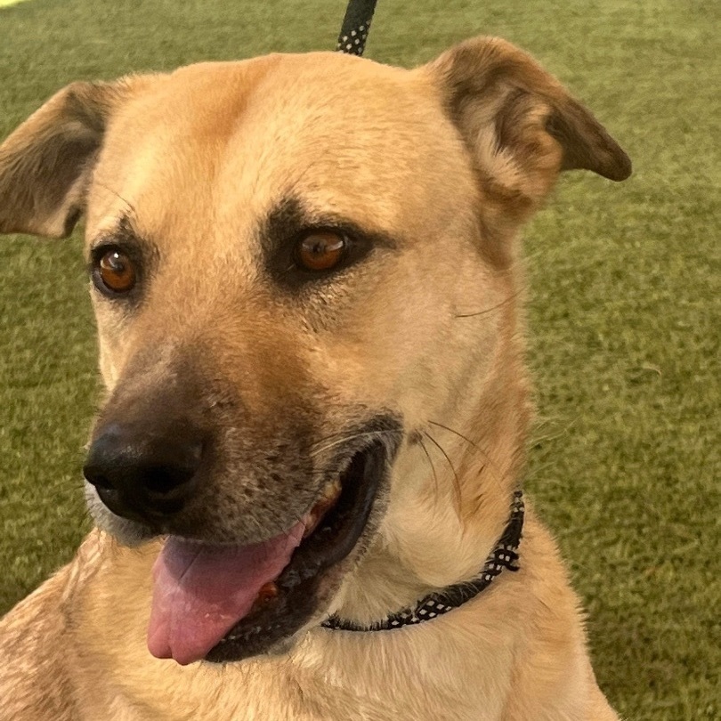 Juno, an adoptable Labrador Retriever, Black Mouth Cur in Phoenix, AZ, 85028 | Photo Image 1