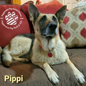 Pippi ADOPTION PENDING