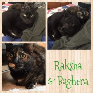 BAGHERA & RAKSHA