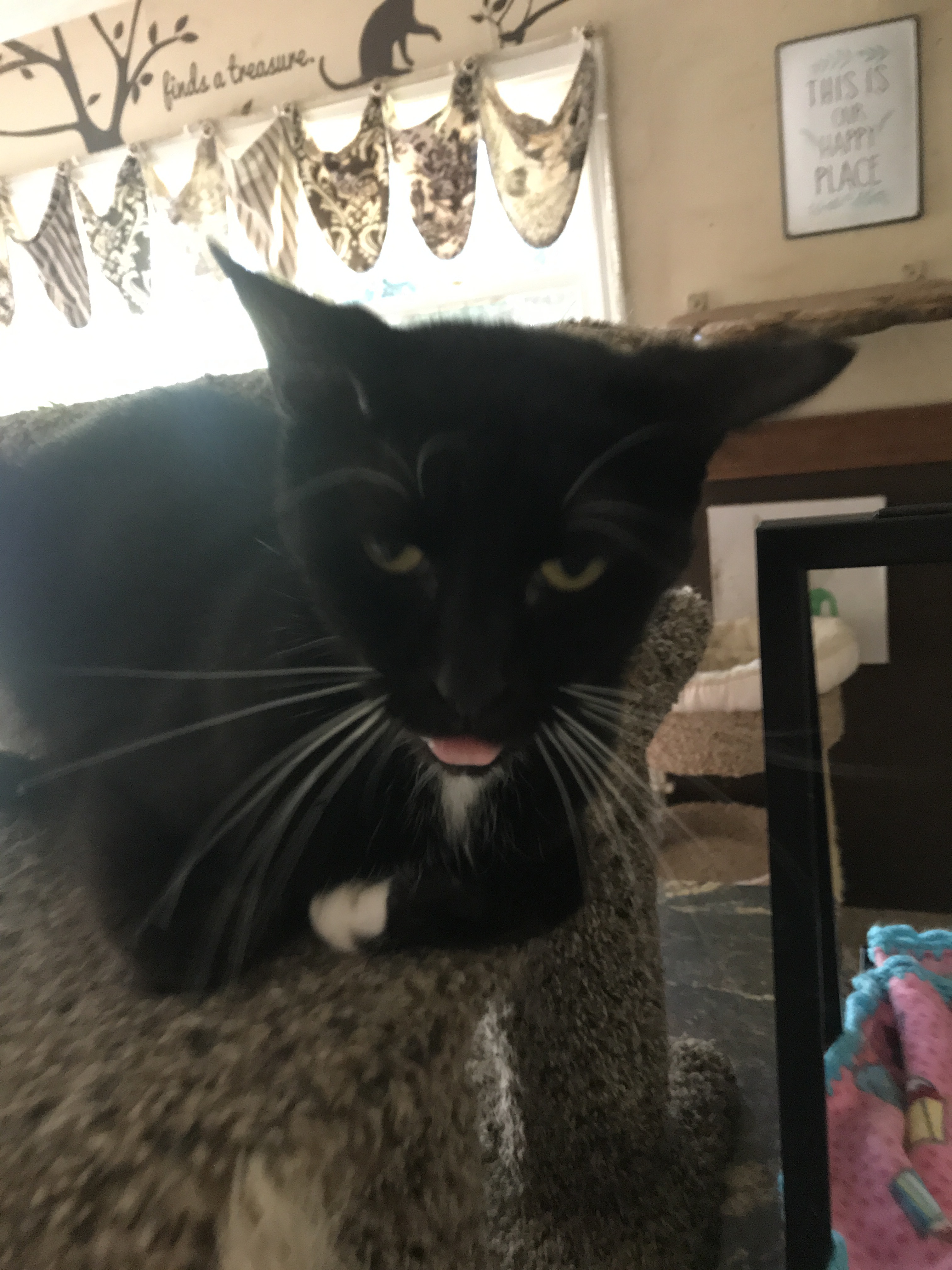 Mufasa, an adoptable Tuxedo, Domestic Short Hair in Barrington, IL, 60010 | Photo Image 2